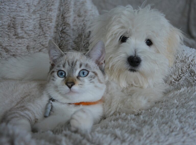 Pet Dog and Cat